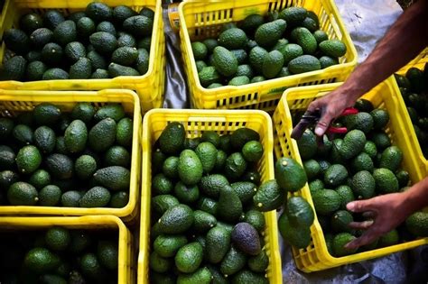 La Jornada Suspende Eu Inspecciones De Aguacate Y Mango En Michoac N