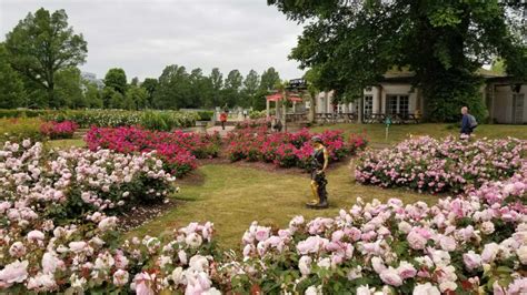 Rose Garden Appeal Friends Of Preston Park