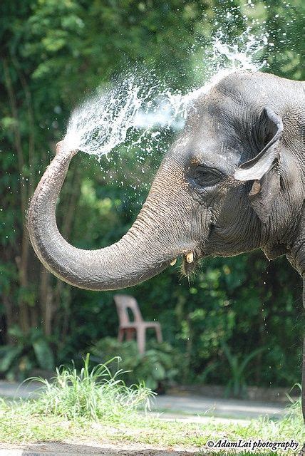 Baby Elephant Playing In Water