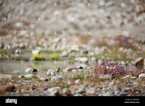 Switzerland Glacier Detail, Bernese Alps, Suisse, Europe Stock Photo ...