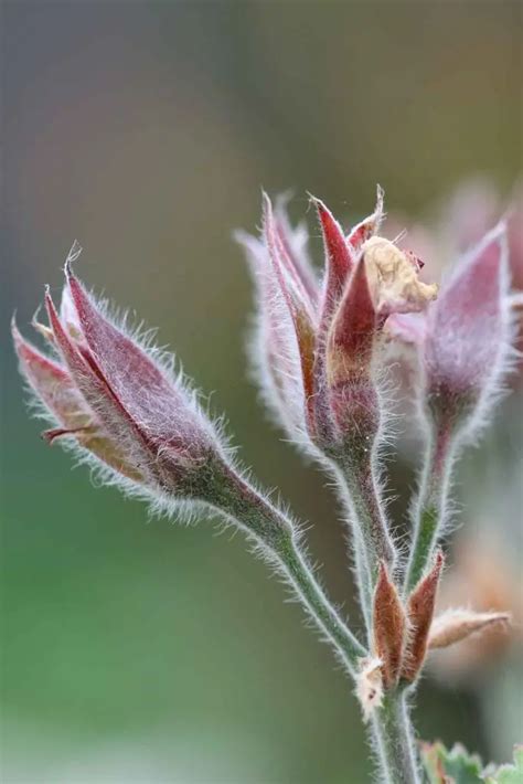 Plantes Qui Repoussent Naturellement Les Moustiques