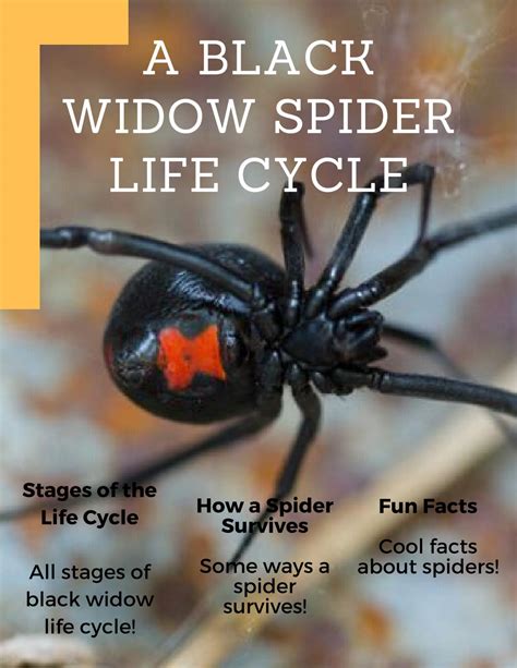 Black Widow Spider Life Cycle