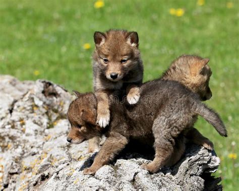 Coyote pups stock photo. Image of vertical, wildlife - 21707860