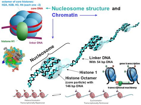 Nucleosome Function