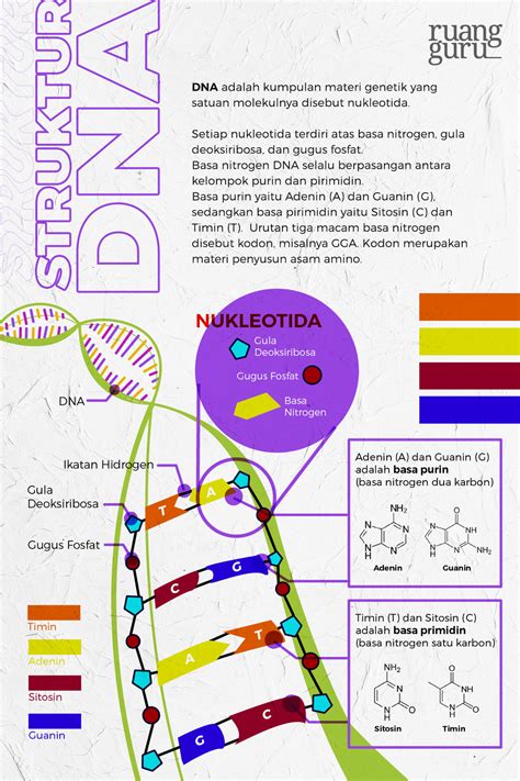 Tahapan Sintesis Protein Biologi Kelas