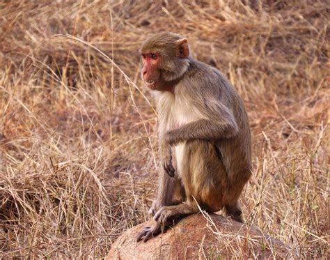 Rhesus Macaque India Dave Telford Flickr