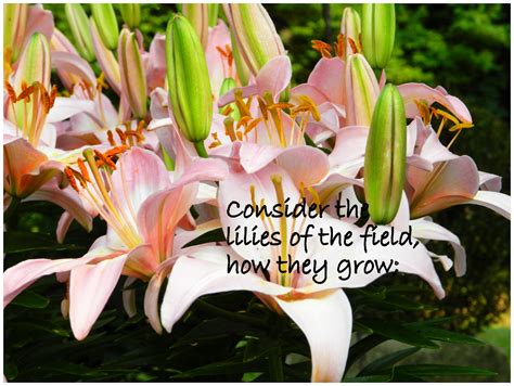 Living For Jesus: Lilies of the Field