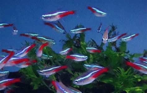 How Many Neon Tetras In A Gallon Tank The Aquarium Guide