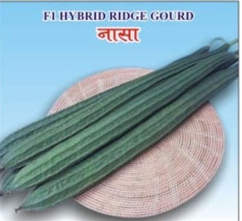 Green F1 Hybrid Ridge Gourd Packaging Type Packet Packaging Size