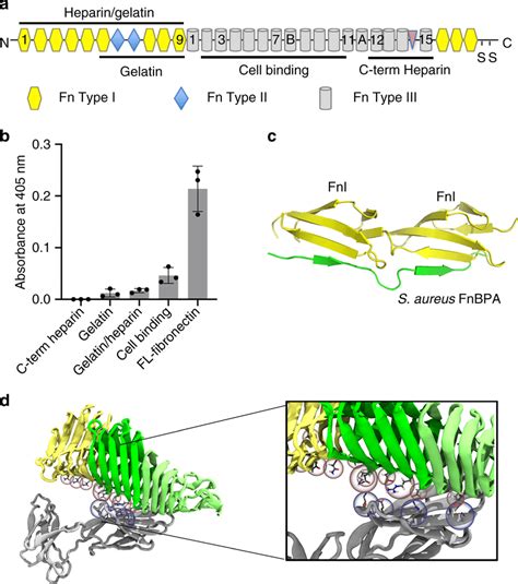 Upab Binds Fibronectin Type Iii A Fibronectin Domain Organisation