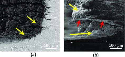 Scanning Electron Microscopy Images Of Chip Morphology In Cu A