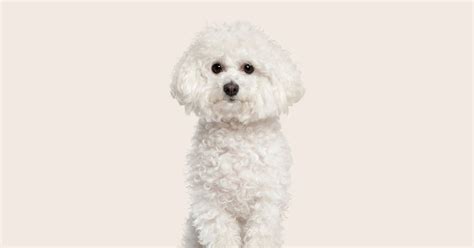 Bichon frisé dog breed information & cost | ManyPets