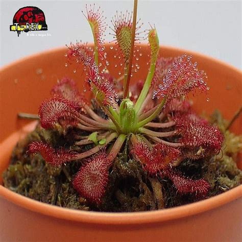 Conheça a Planta Carnívora Drosera Capillaris Compre Agora