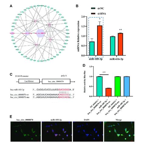 Silencing Hsa Circ 0008870 Inhibits Chondrocyte Proliferation