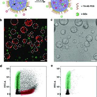 Construction Of Nanoparticle Caged Coacervate Protocells And Membrane