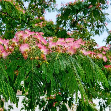 Arbre à soie Albizia julibrissin Ombrella pot de 3L