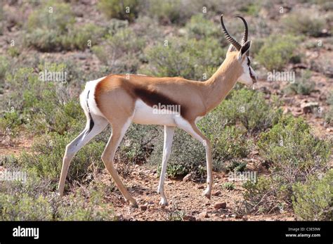 Springbok Former National Symbol Of South Africa Antelope Wildlife