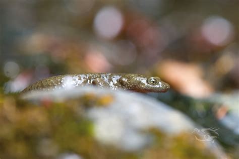 Euproctus Asper Euprocte Des Pyr N Es Maxime Briola Flickr