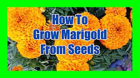 How To Grow Marigold From Seeds In Pots Marigold Seed Germination Growing Marigolds Seed