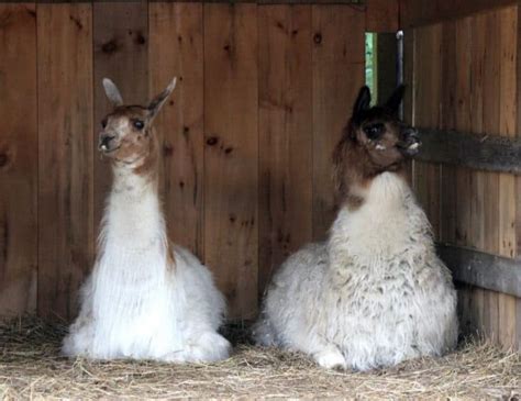 Top 7 Tips To Prepare Your Llamas For Winter Backyardables