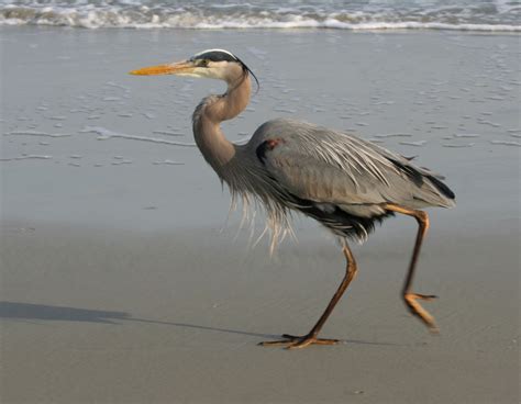 Images Gratuites Plage Eau La Nature Oc An En Marchant Oiseau