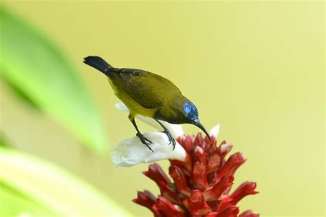 黃腹花蜜鳥主要以花蜜為食是一種體型小的花蜜鳥 每日頭條