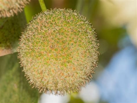 Platanus occidentalis - Structure Landscapes