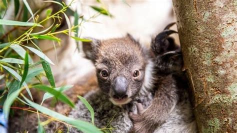 Koala Longleat Safari Park Welcome Southern Koala Joey Bbc Newsround