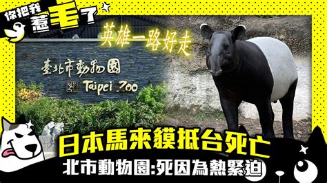 日本馬來貘抵台死亡 北市動物園：死因為熱緊迫 Youmakemefluffy Youtube