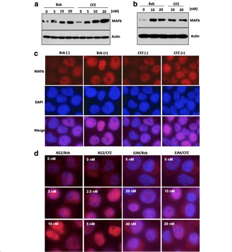 Proteasome Inhibitors Stabilize MAFb Protein The SACHI A And XG2 B