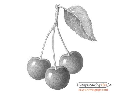 How to Draw Cherries Step by Step - EasyDrawingTips