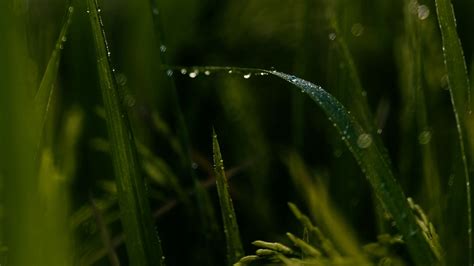 Download Wallpaper 1920x1080 Grass Drops Macro Green Field Full Hd