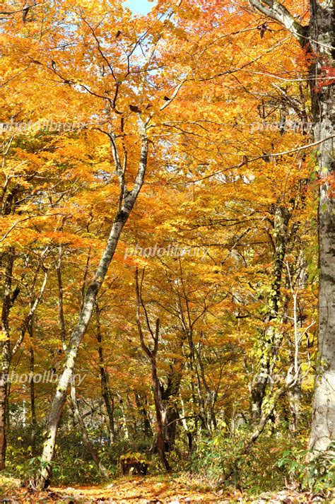 玉川の紅葉 モミジの森の小道 写真素材 [ 1046708 ] フォトライブラリー Photolibrary