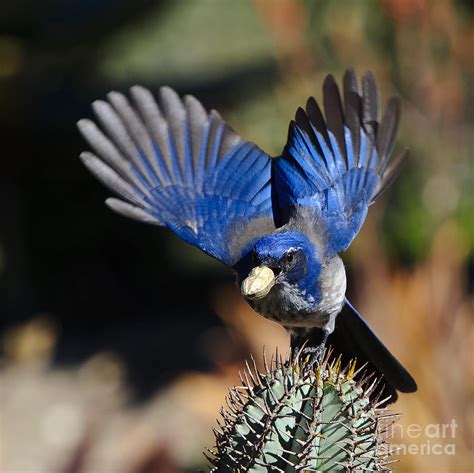 Western Scrub Jay Photograph By Edmund Wu