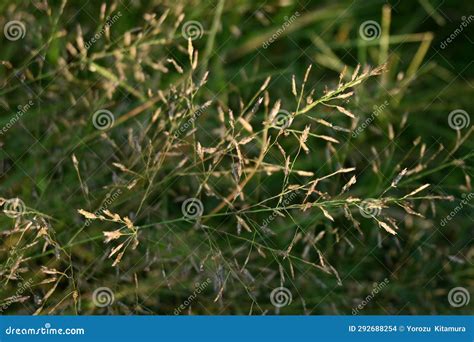 Pasto De Erva Eragrostis Ferruginea Plantas Perenes De Poaceae Uma