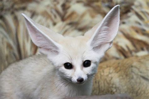 Fennec Fox - Home