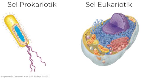 Perbedaan Sel Prokariotik Dan Sel Eukariotik Penjelasan Dan Tabel