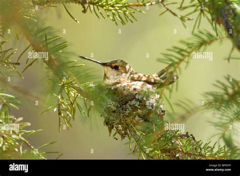 Incubating Female Rufous Hummingbird Selasphorus Rufus Rocky