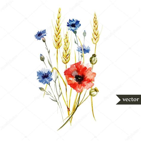 Illustration De Aquarelle Pavot Bleuet Bouquet De Bl Par Zeninaasya