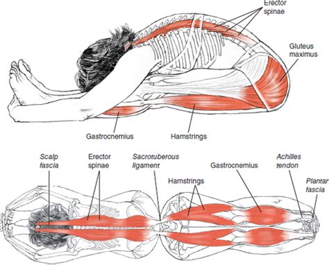 Paschimottanasana Leslie Kaminoff Yoga Anatomy Illustrated by Sharon ...