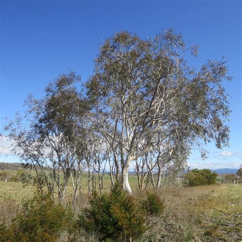 Eucalyptus Lacrimans Weeping Snow Gum Hardy Species With An Elegant