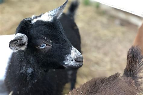 Nigerian Dwarf Goat: Everything You Need To Know