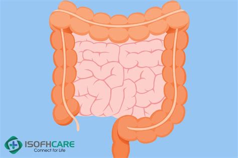 Sự Khác Biệt Giữa Quá Trình Tiêu Hoá ở Ruột Non Và Ruột Già Là Như Thế