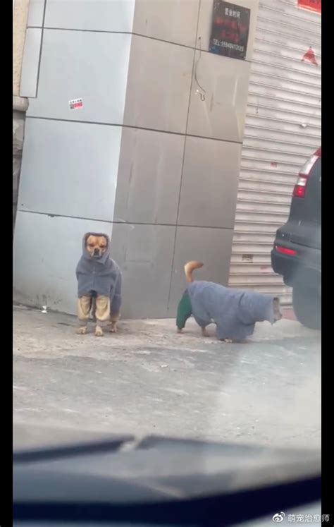 东北的狗穿着厚衣服出门，还以为是两个小巫婆，包裹得真严实啊！