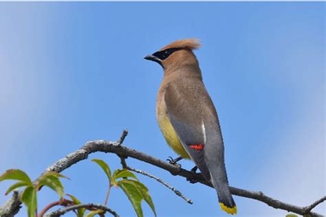 Protect Fruit Farms From Birds With Lasers Mbm