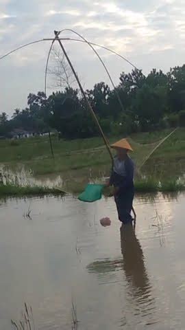 Mencari Ikan Pakai Alat Tradisional Menangkul Ikan Di Sawah Branjang