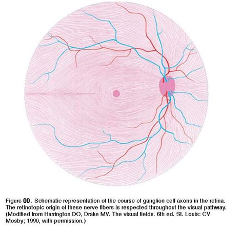 Simple Anatomy Of The Retina Helga Kolb Webvision