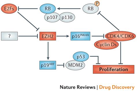 Regulation Of β Cell Proliferation During Ageing β Cell Proliferation