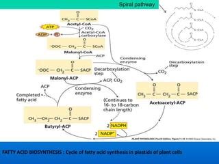 Lipid Metabolism Anabolism Ppt