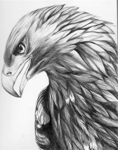 Eagle Drawing